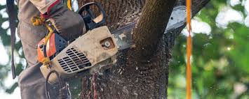 Best Tree and Shrub Care  in Plymouth, CA