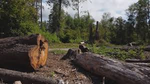 Best Utility Line Clearance  in Plymouth, CA
