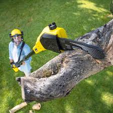 Grass Overseeding in Plymouth, CA