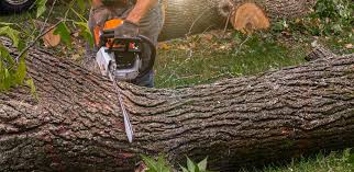 Best Root Management and Removal  in Plymouth, CA