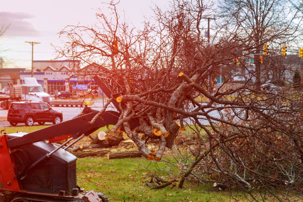 Best Storm Damage Tree Cleanup  in Plymouth, CA