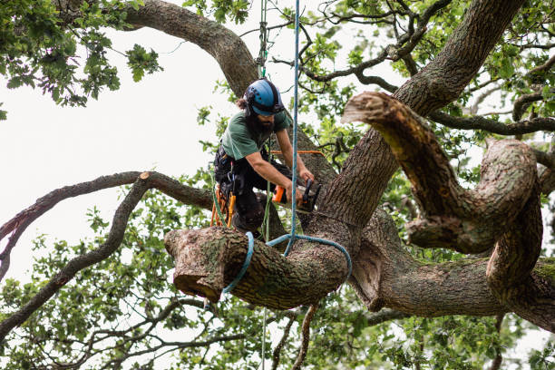 Best Tree Disease Treatment  in Plymouth, CA