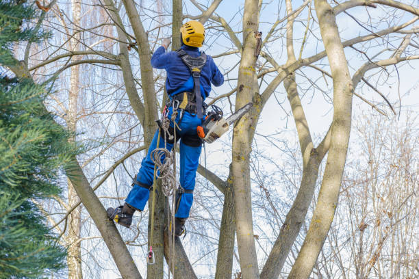 Best Lawn Pest Prevention  in Plymouth, CA
