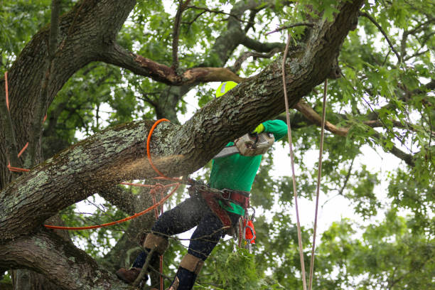 Best Tree Risk Assessment  in Plymouth, CA