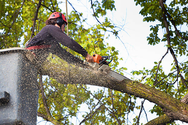 Mulching Services in Plymouth, CA