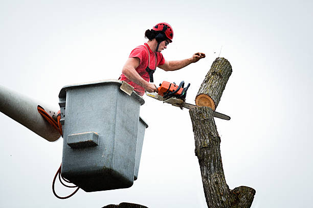 Best Tree Cabling and Bracing  in Plymouth, CA