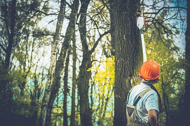 Best Commercial Tree Services  in Plymouth, CA