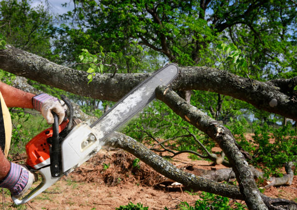 How Our Tree Care Process Works  in  Plymouth, CA