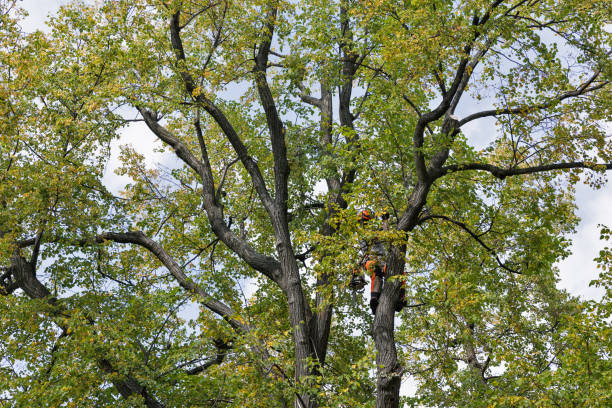 Trusted Plymouth, CA Tree Care Experts